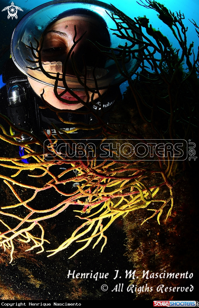 A Gorgonian