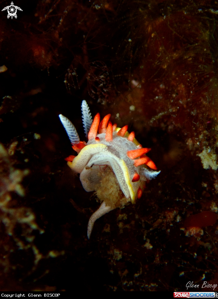 A Diaphorodoris papillata