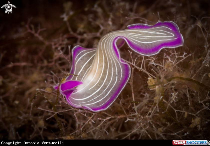 A Planaria rosa