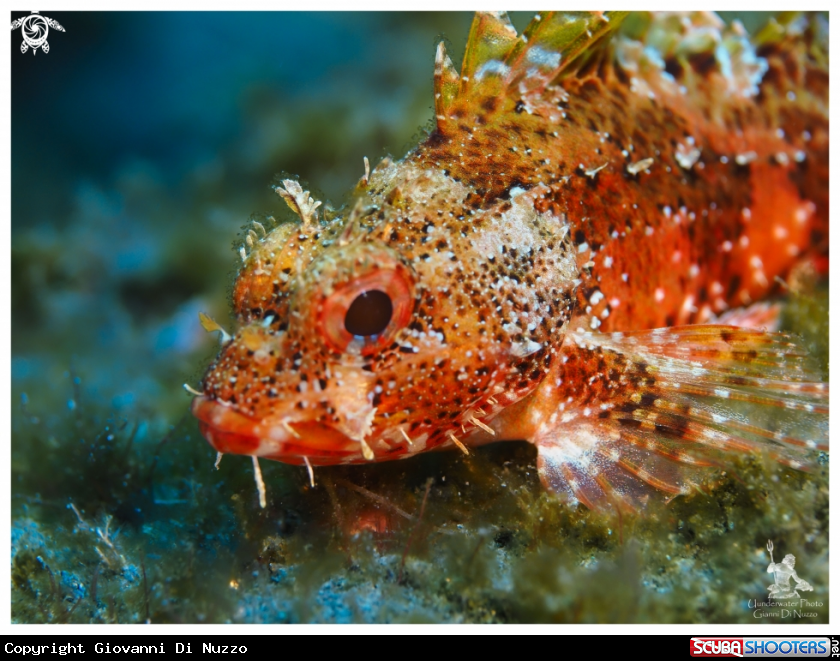 A scorpaena scrofa