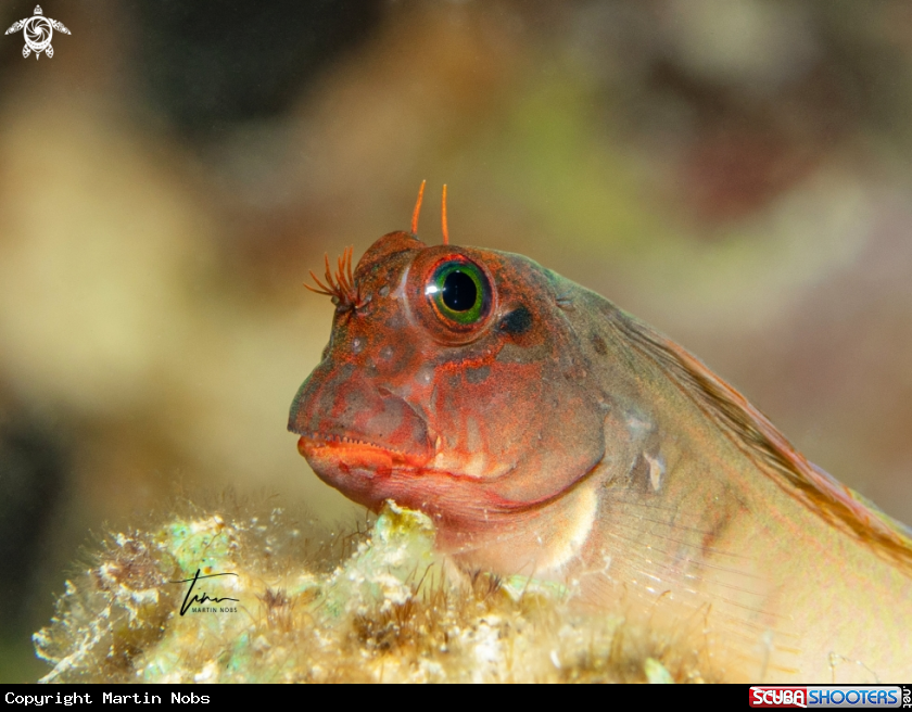 A Redlip Blennie