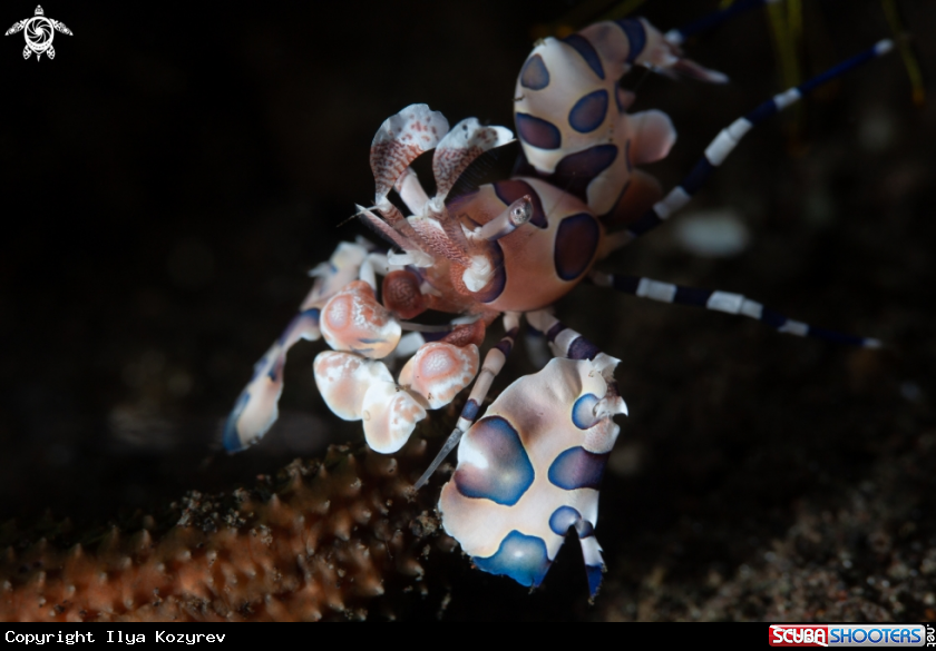 A Harlequin shrimp