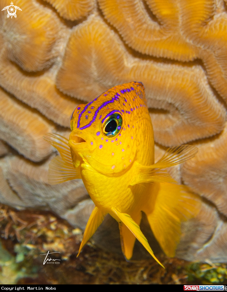 A Longfin Damselfish
