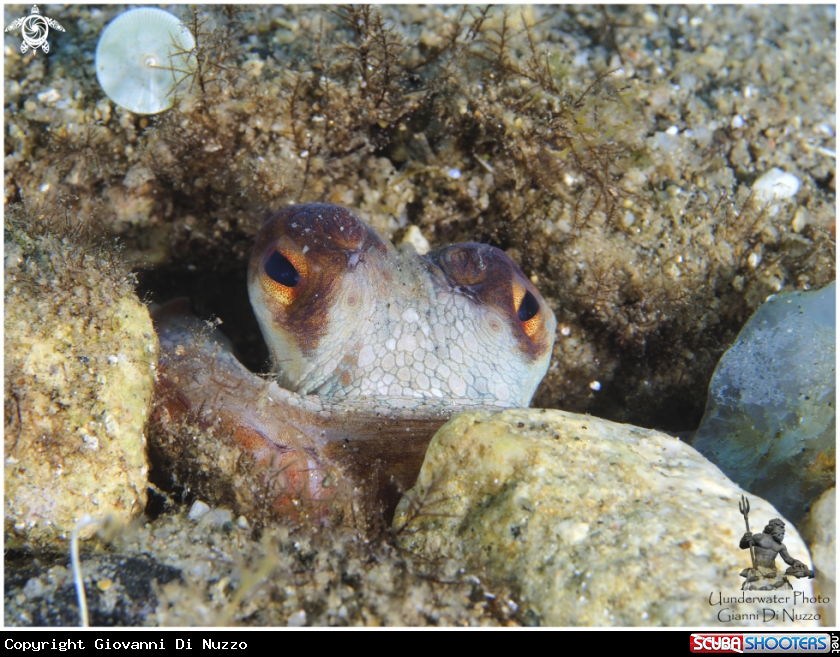 A Octopus