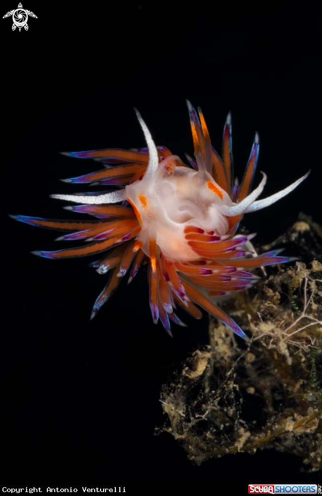 A Cratena nudibranch 