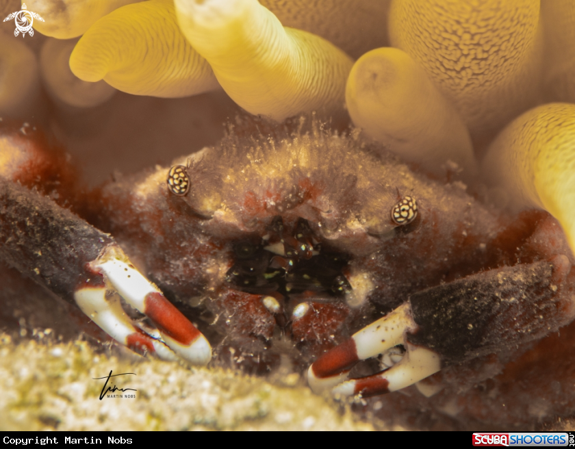 A Banded Clinging Crab