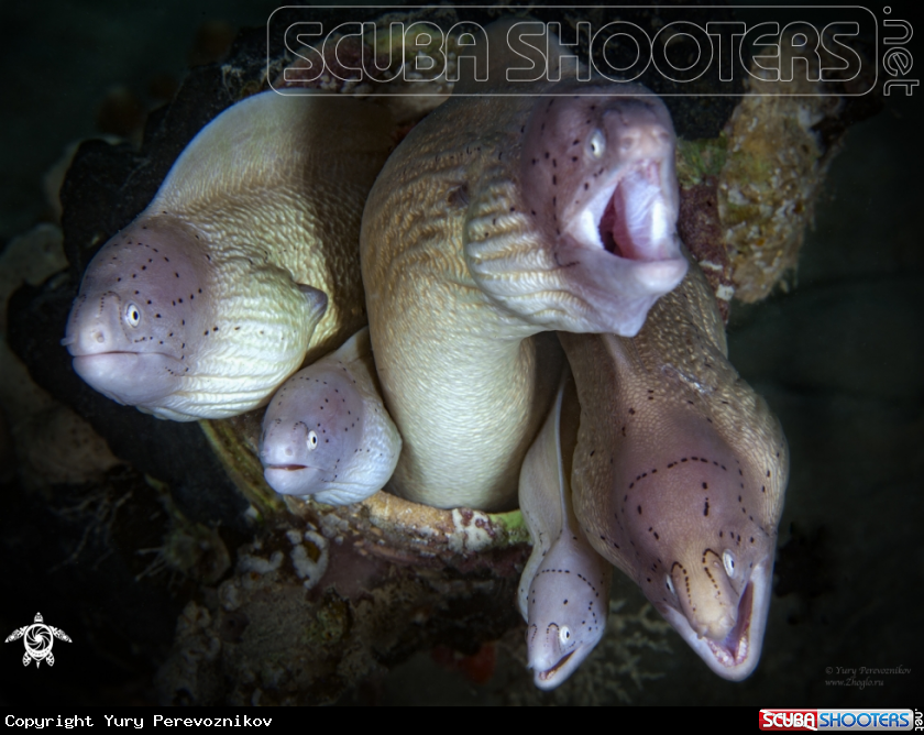 A Moray eels