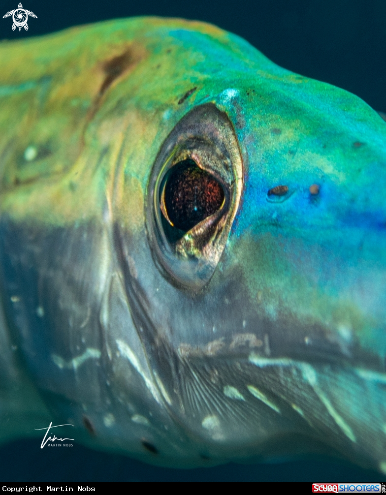 A Trumpetfish