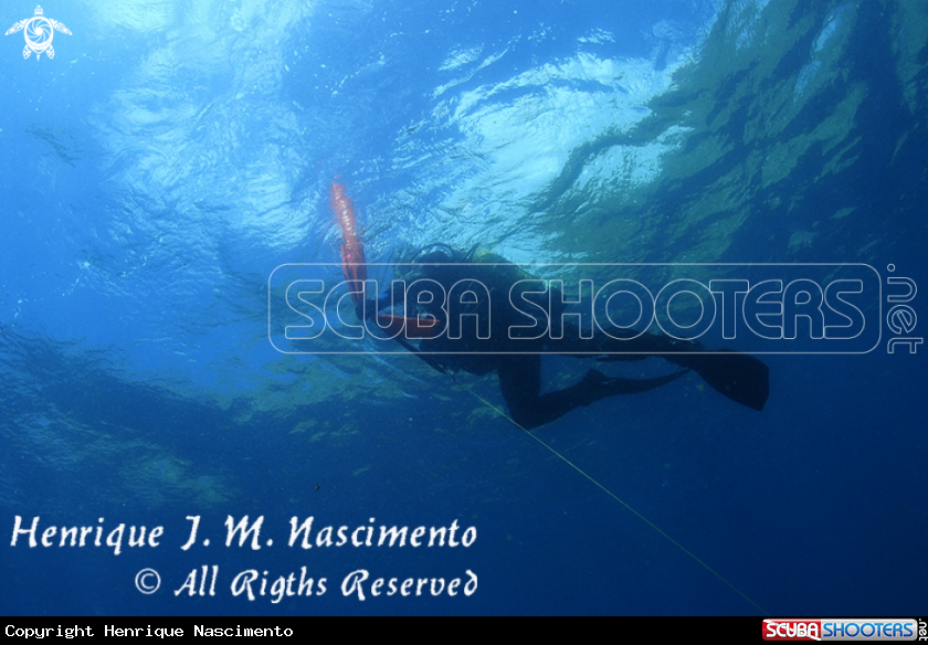 A Diver