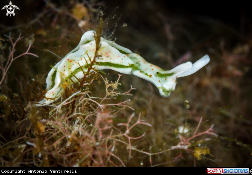 A Elysia timida nudibranch