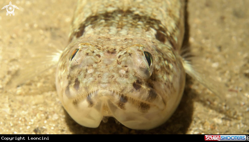 A pesce lucertola