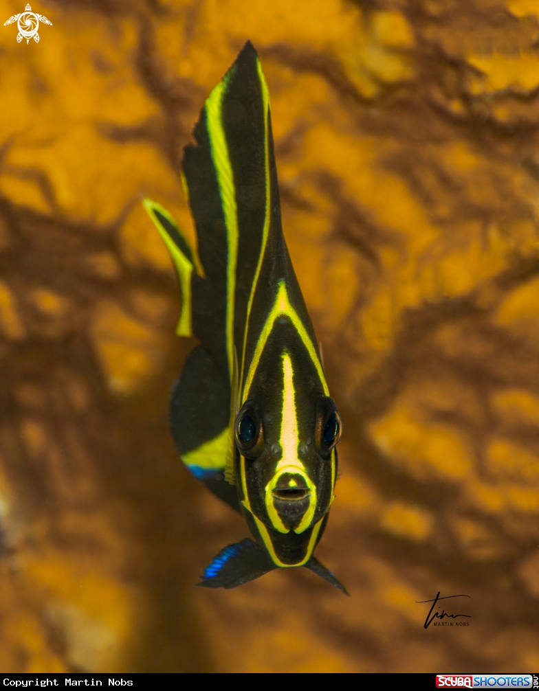 A Grey Angelfish
