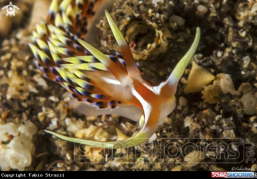 A Flabellina exoptata