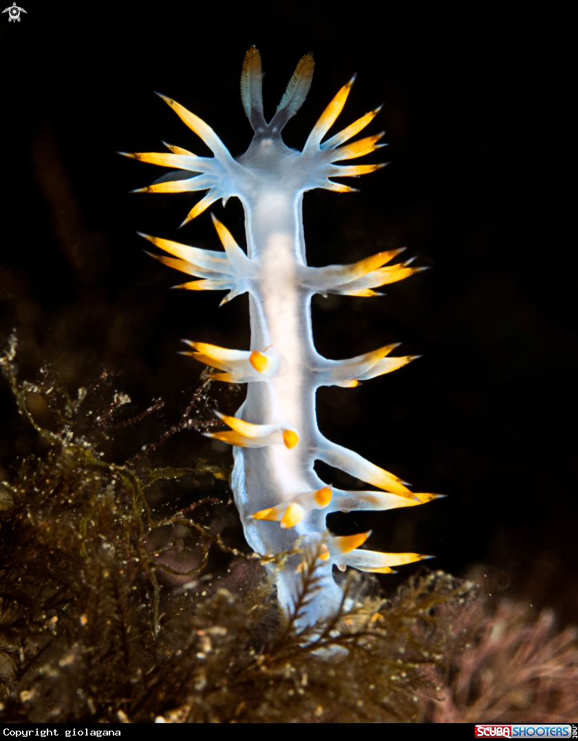A Flabellina bianca