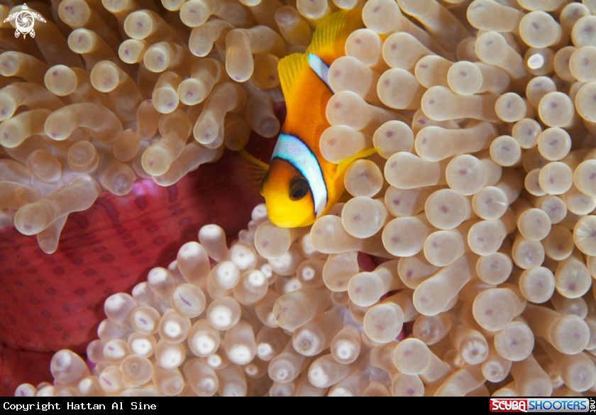 A Amphiprion Bicinctus  