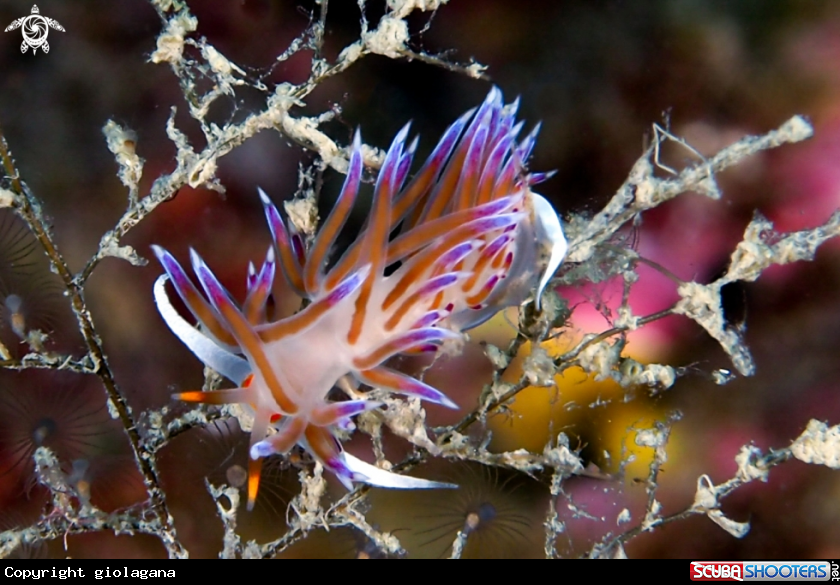 A Cratena peregrina