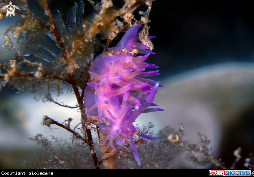 A Flabellina lilla