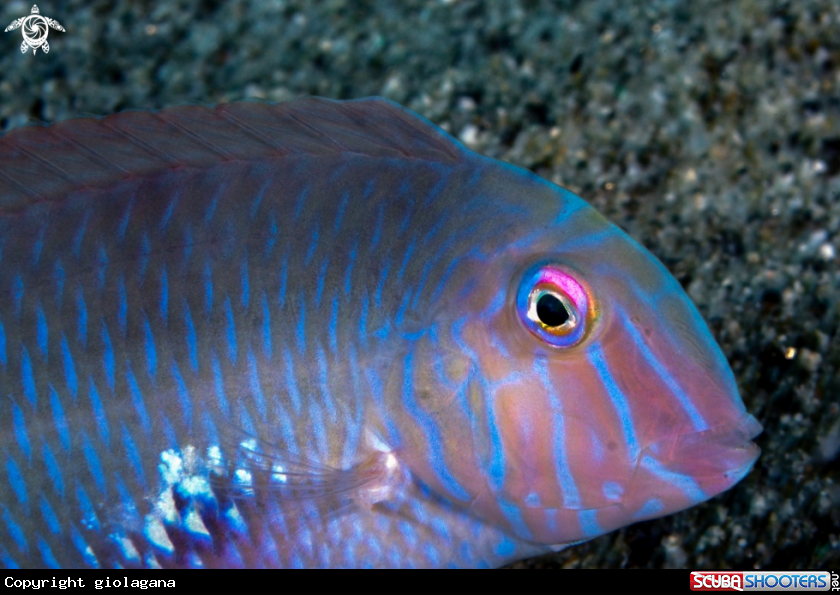 A Pesce pettine
