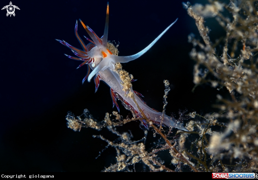 A Cratena peregrina