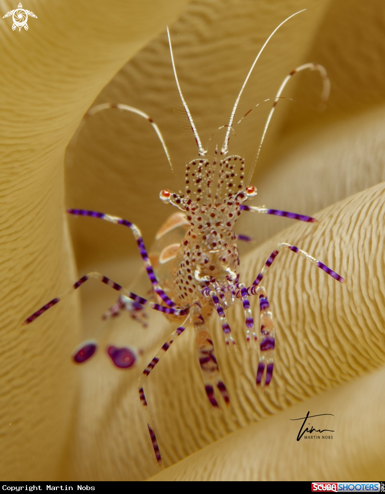 A Yucatan Cleanershrimp
