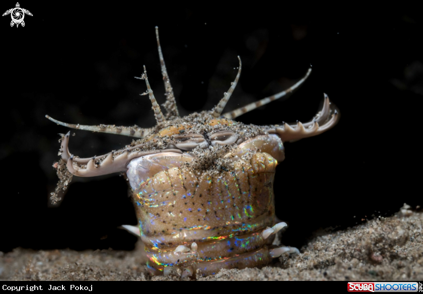 A Bobbit worm