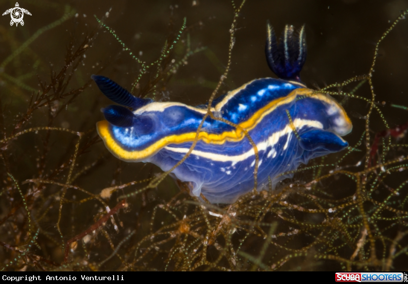A Felimare tricolor nudibranch