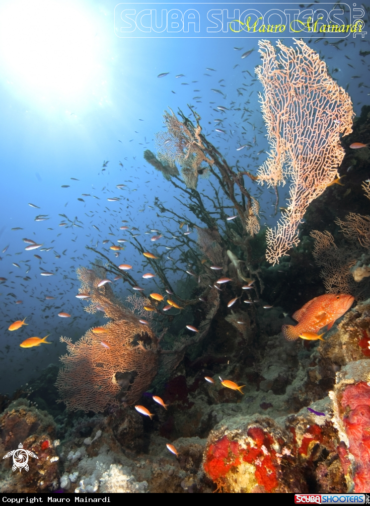 A Red sea panorama