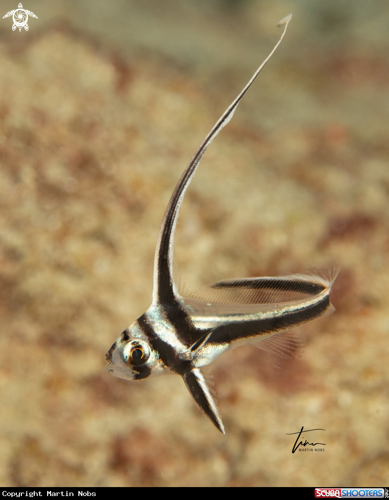 A Spotted Drum