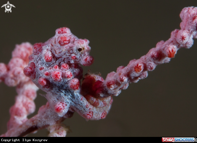A Pygmy seahorse