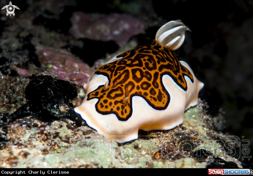 A Goniobranchus gleniei