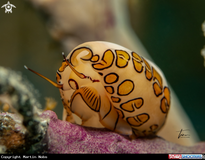A Flamingo Tongue