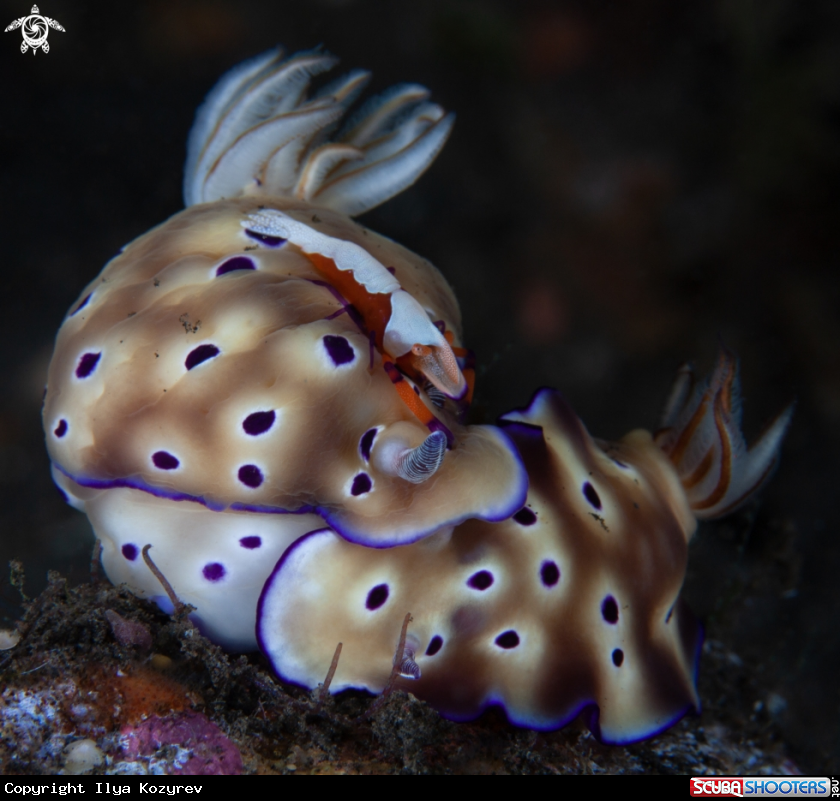 A A pair of Tryon's Hypselodoris and Zenopontonia rex