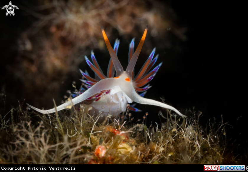 A Cratena nudibranch 