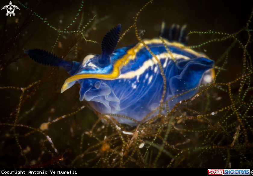 A Felimare tricolor nudibranch