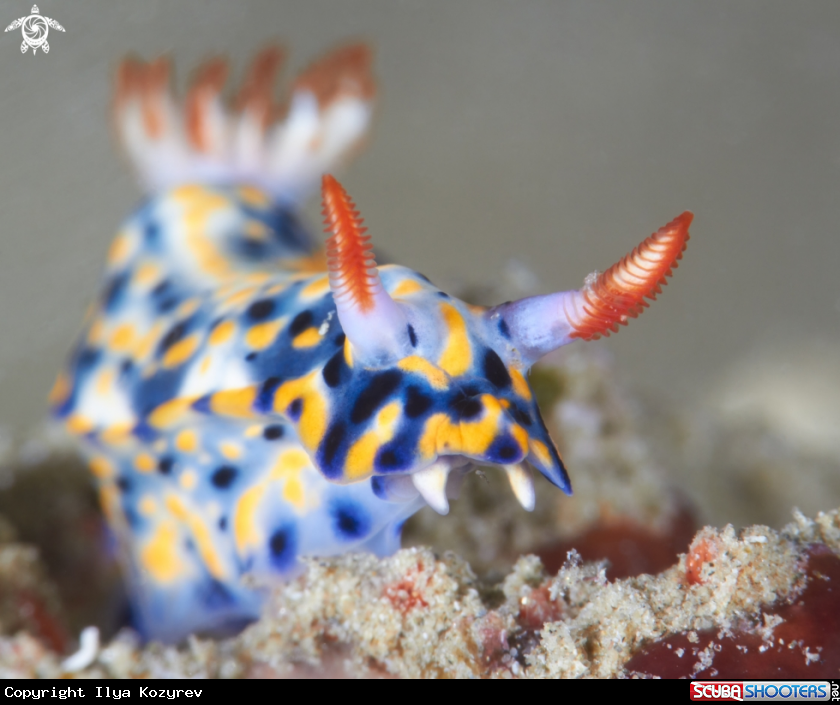 A Hypselodoris infucata