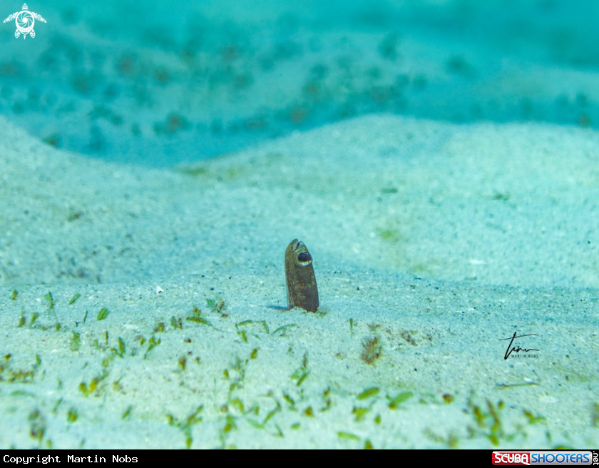 A Brown Gardeneel