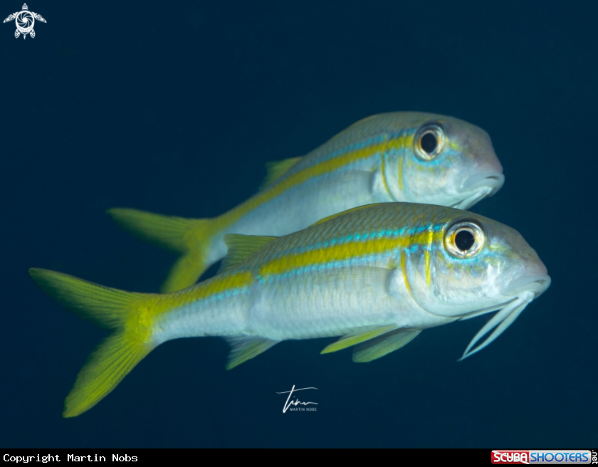 A Yellow Goatfish