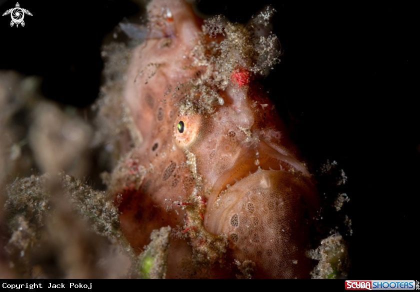 A Painted frogfish
