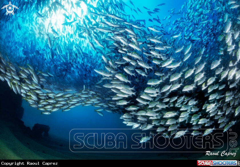 A Fishes