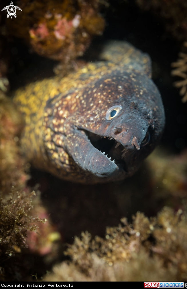 A Mediterranean Moray eel