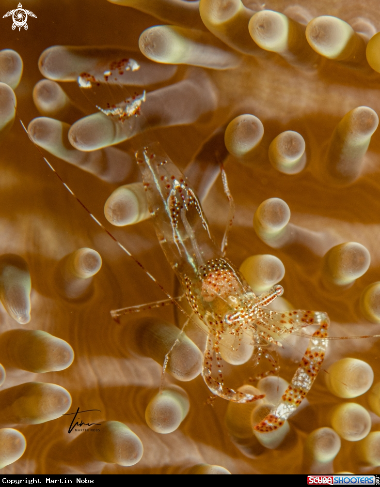 A Periclimenes rathbunae