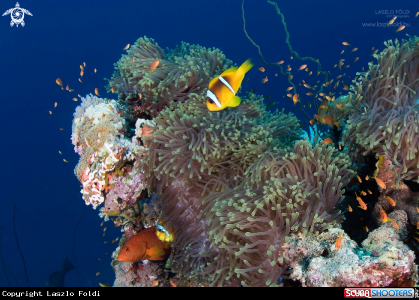 A Reef Life 