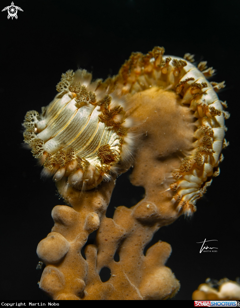 A Bearded Fireworm
