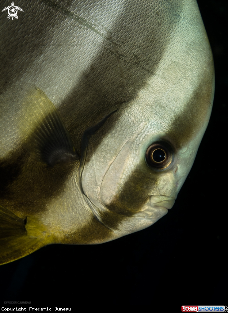A underwater creature