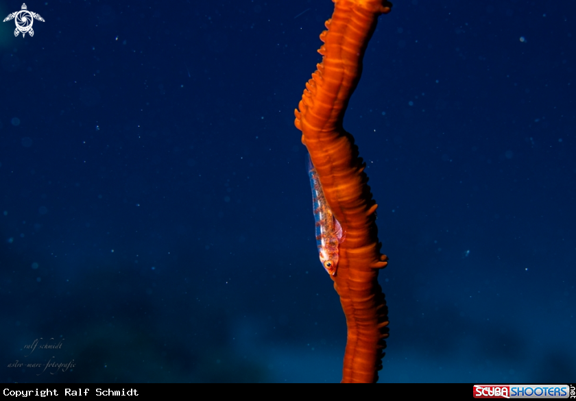 A Red Sea