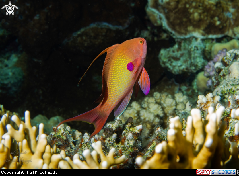 A Red Sea