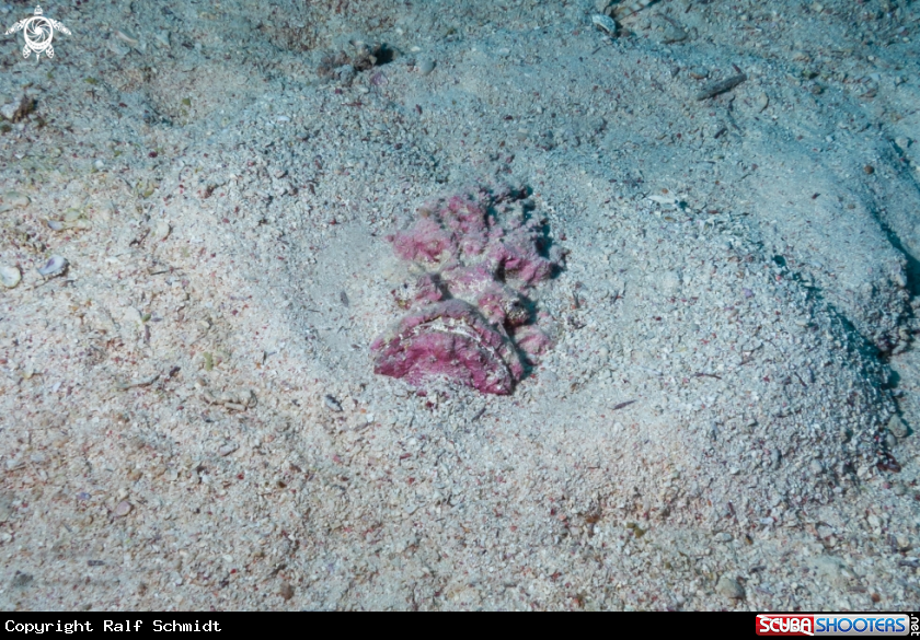 A Red Sea