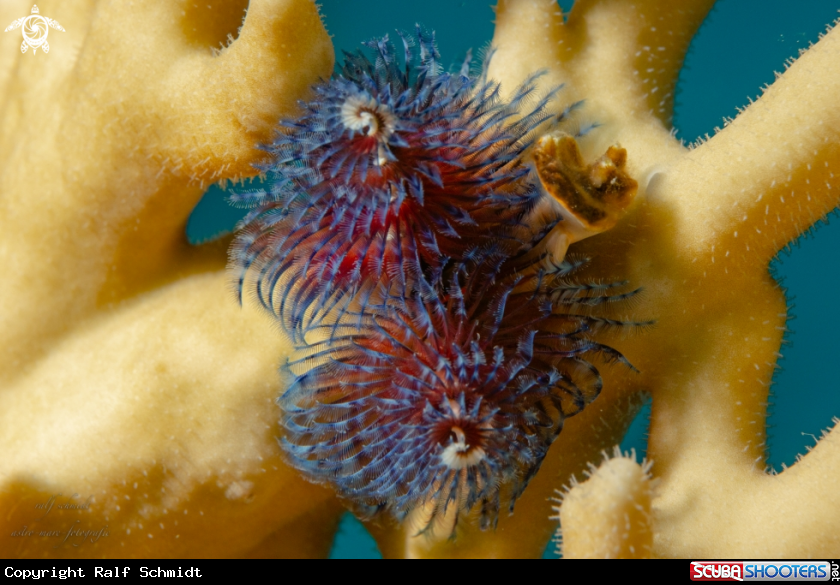 A Red Sea