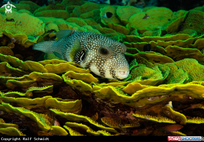 A Red Sea