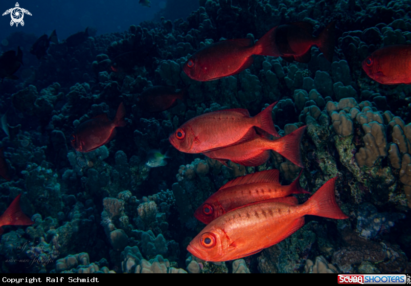 A Red Sea